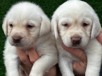 Şampanya labrador jelibonlar