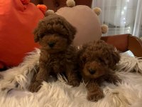 Kore yavrusu a kalite orjinal toy poodle yavrular