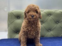 RED ERKEK AŞILI TOY POODLE YAVRUMUZ