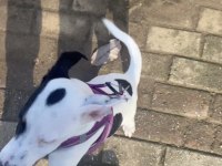 Ücretsiz jack russell tuvalet eğitimi var