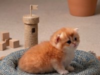 British shorthair golden yavrular
