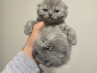 Scottish Fold Yavrular