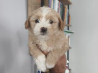 Maltipoo bebekleri