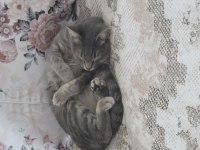 Kedimiz Lia yeni ev arıyor