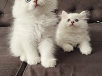 Safkan Erkek Dişi Kediler