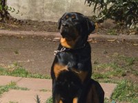 13 Aylık Dişi Rottweiler