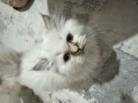 3 aylık yavru kediler