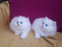 BİRBİRİNDEN GÜZEL YAVRU KEDİLER