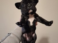 French bulldog bebekler yeni yuva bekliyorlar