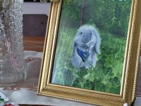 Hollanda blue lop tavşan 4 aylık