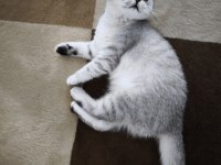 Son 2 british shorthair yavrumuz
