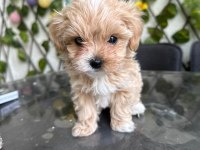 KÖPEĞİMİZ MİLKA MIZI SAHİPLENECEK BİR AİLE ARIYORUZ