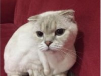 Scottish Fold Lynx Point Sahiplendirme