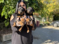 King doberman yavrularım