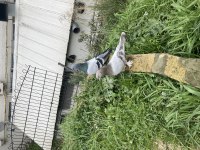 Güvercin erkek ve dişi sökük