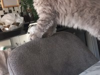 Aşırı oyuncu sevecen british longhair