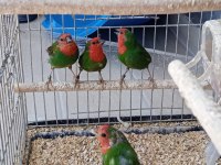 LUTİNO TAŞIYICI PARROTLAR