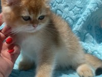 Ny12 erkek british shorthair