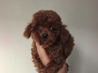 2.5 aylık toy poodle
