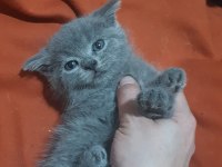 British Shorthair 3 minik kız kardeşler