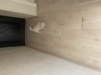 Acil ömürlük yuva aranıyor oyuncu aşıları tam terrier