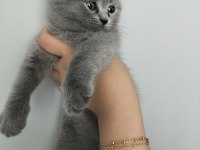British shorthair ve scottish fold yavrular