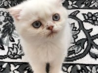 Scottish fold dişi mavi gözlü beyaz kedimiz