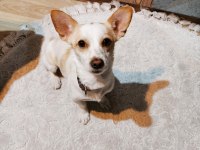 Jack russell köpeğim