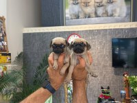 IRK VE SAĞLIK GARANTİLİ PUG YAVRULARIMIZ (MERSİN)