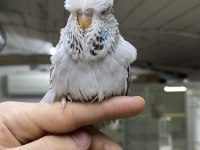 SHOW JUMBO YAVRULAR ÜST VASIF MUHABBET KUŞU