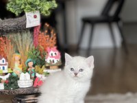 SAFKAN OYUNCU GÜZELLİK BRİTİSH SHORTHAİR YAVRUM