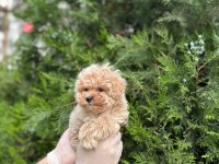 Teacup Maltipoo Bebekler