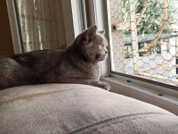 British shorthair Miya kedimize ev arıyoruz
