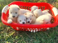 KAR BEYAZI SAMOYED YAVRULARIMIZ YENİ SAHİBİNİ ARIYOR