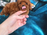 Petmode köpek çiftliğinden tea cup kore poodle