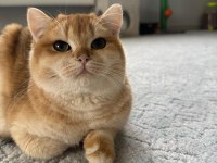 SAF IRK NY12 GOLDEN BRİTİSH SHORTHAİR KEDİM