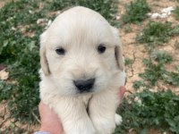 Baby face orijinal golden retriever yavrular