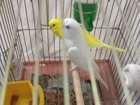Albino takım muhabbet kuşlar