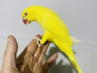 Sarı Yavru Maskot Bir Pakistan Papağanı