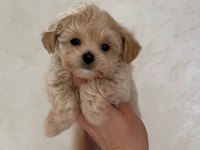 Orijinal Teacup Boy Kore Maltipoo Bebeklerimiz