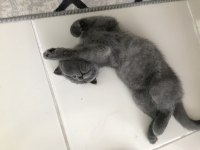 erkek kırık kulak yavru scottish fold