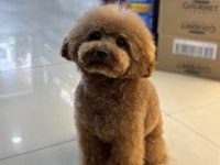 TOY POODLE ORJİNAL BEBEKLER SAKARYA