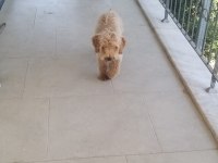 5,5 Aylık Maltipoo
