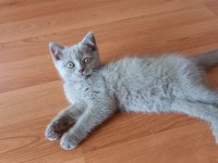 2.5 aylık scottish fold