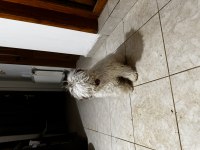 Yavru köpeğimi sahiplenme