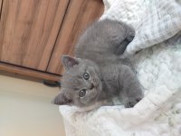 Dünya tatlısı scottish fold yavrular