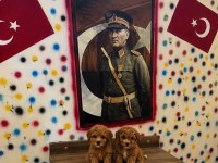 Gerçek Teacup İsteyenler Orjinal Maltipoo
