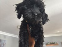 Maltese terrier siyah