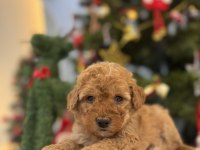 Minik Maltipoo Bebeklerim