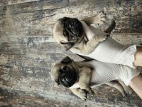 HARIKA KALITEDE PUG MOBS YAVRULARIMIZ